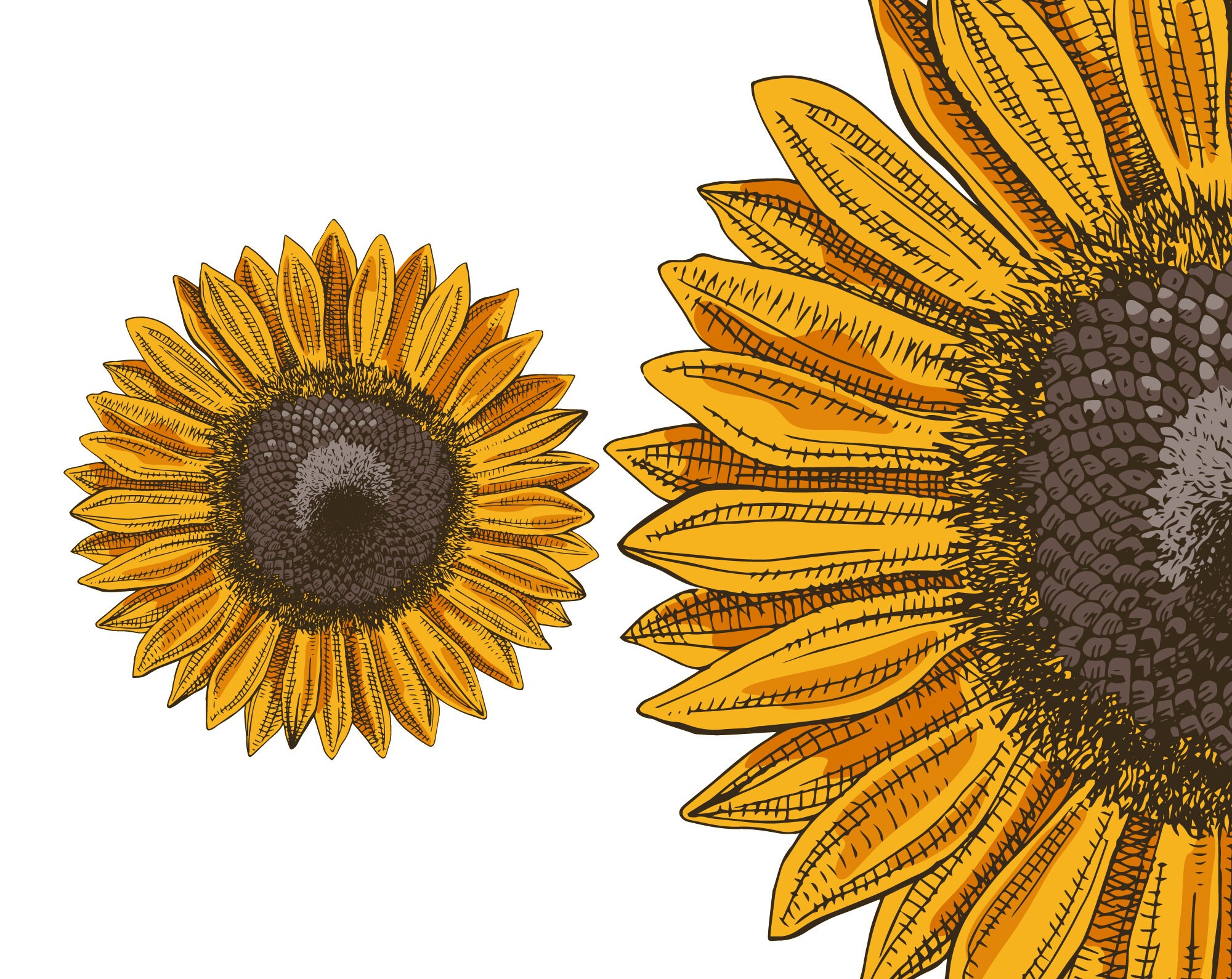 Free Free 278 Clipart Sunflower Jpg SVG PNG EPS DXF File