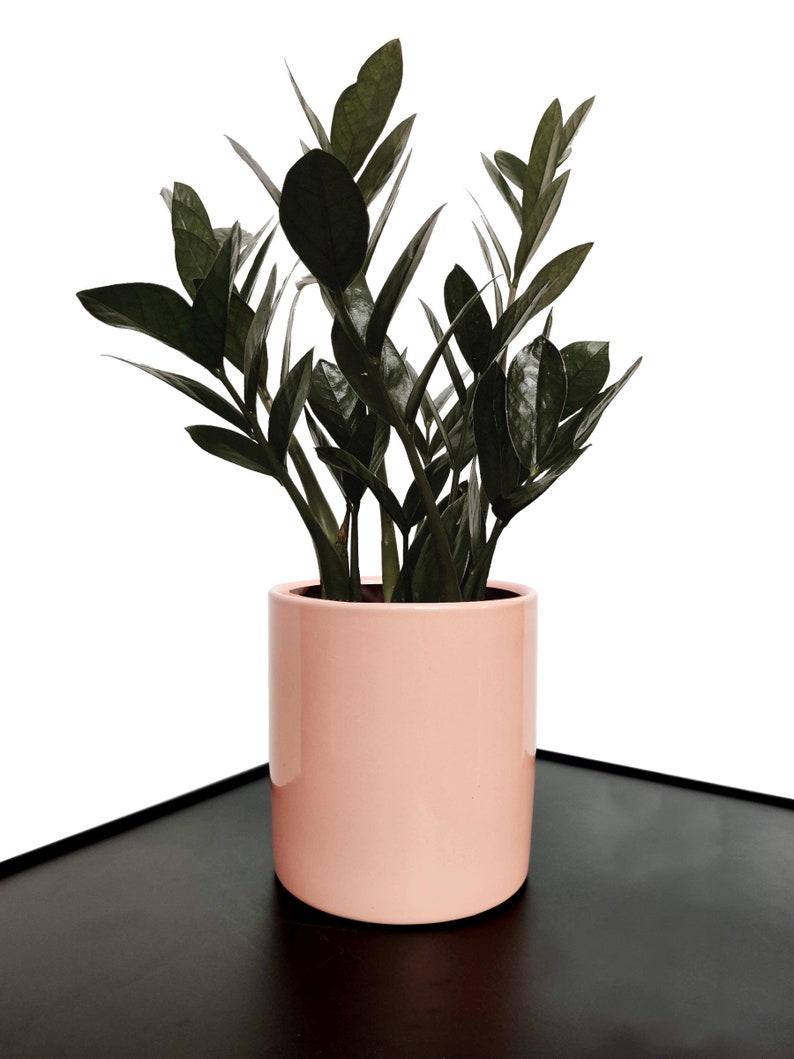 Large Raven ZZ Zamioculcas Zamiifolia Raven Live Potted Etsy