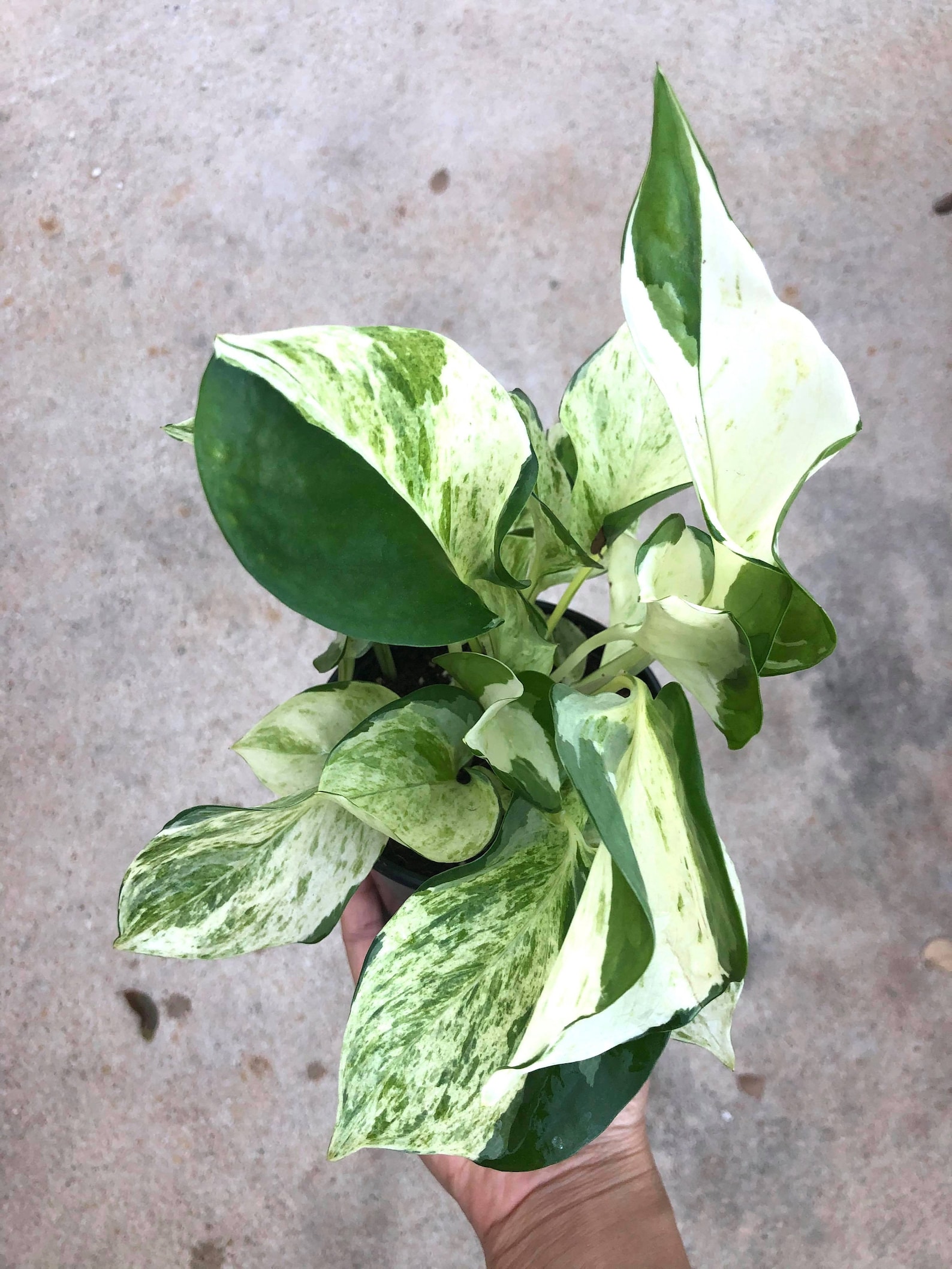 Rare Manjula Pothos Variegated Etsy