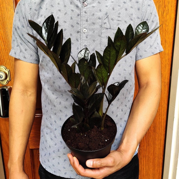 Large Raven Zz Zamioculcas Zamiifolia Raven Black Zz Plant Etsy Large Raven Zz Zamioculcas Zamiifolia Raven Black Zz Plant Etsy