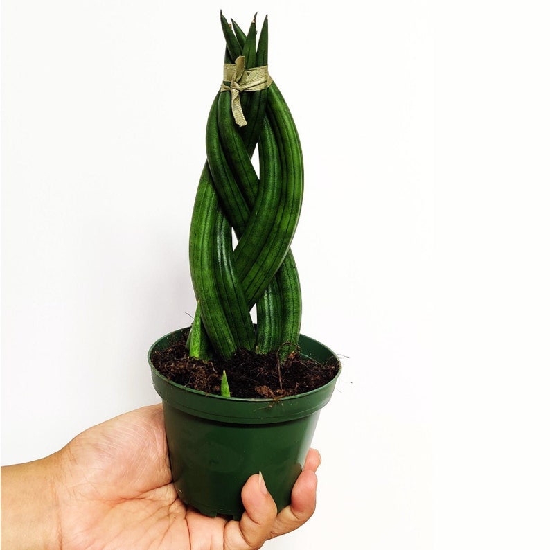 Braided Sansevieria Cylindrica Braided Snake Plant Etsy