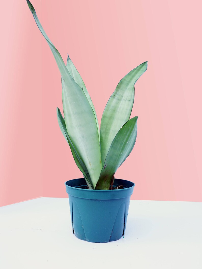 night owl snake plant night owl snake plant