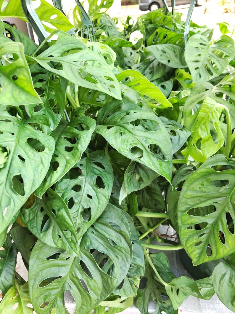 Monstera Adansonii Swiss Cheese Plant Live Potted Plant Etsy