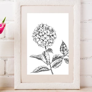 Printable Hydrangea Coloring Art Page, By J.Anderson Botanical Artist PDF, Digital Download