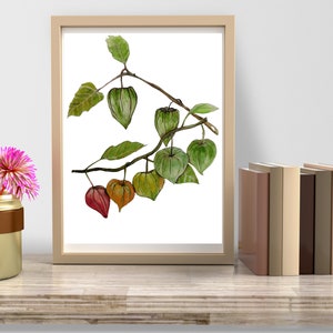 Chinese Lantern, Printable Botanical Art, PDF, Digital Download