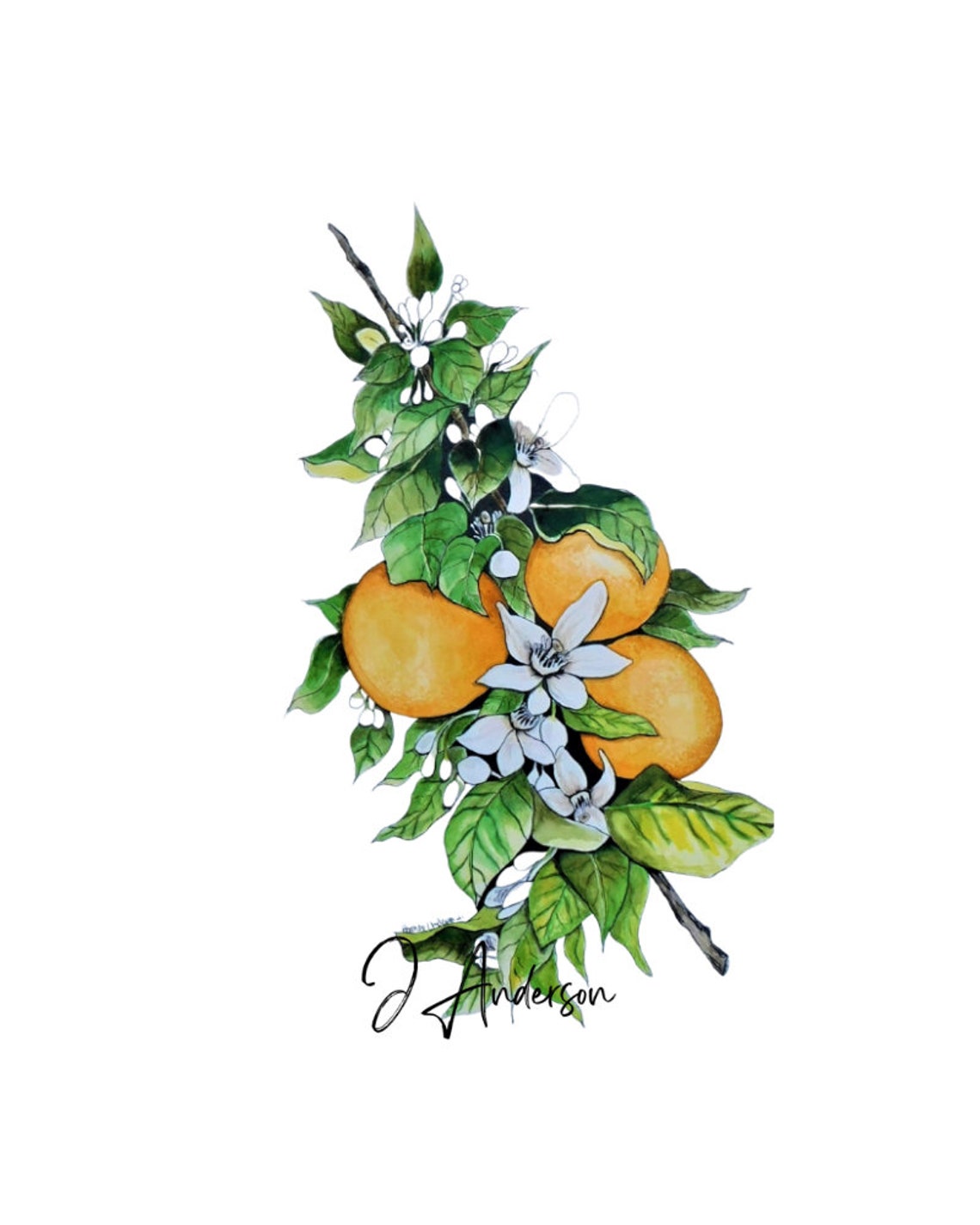 Printable Orange Blossom Botanical Art, PDF, Digital Download - Etsy