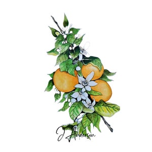 Printable Orange Blossom Botanical Art, PDF, Digital Download - Etsy