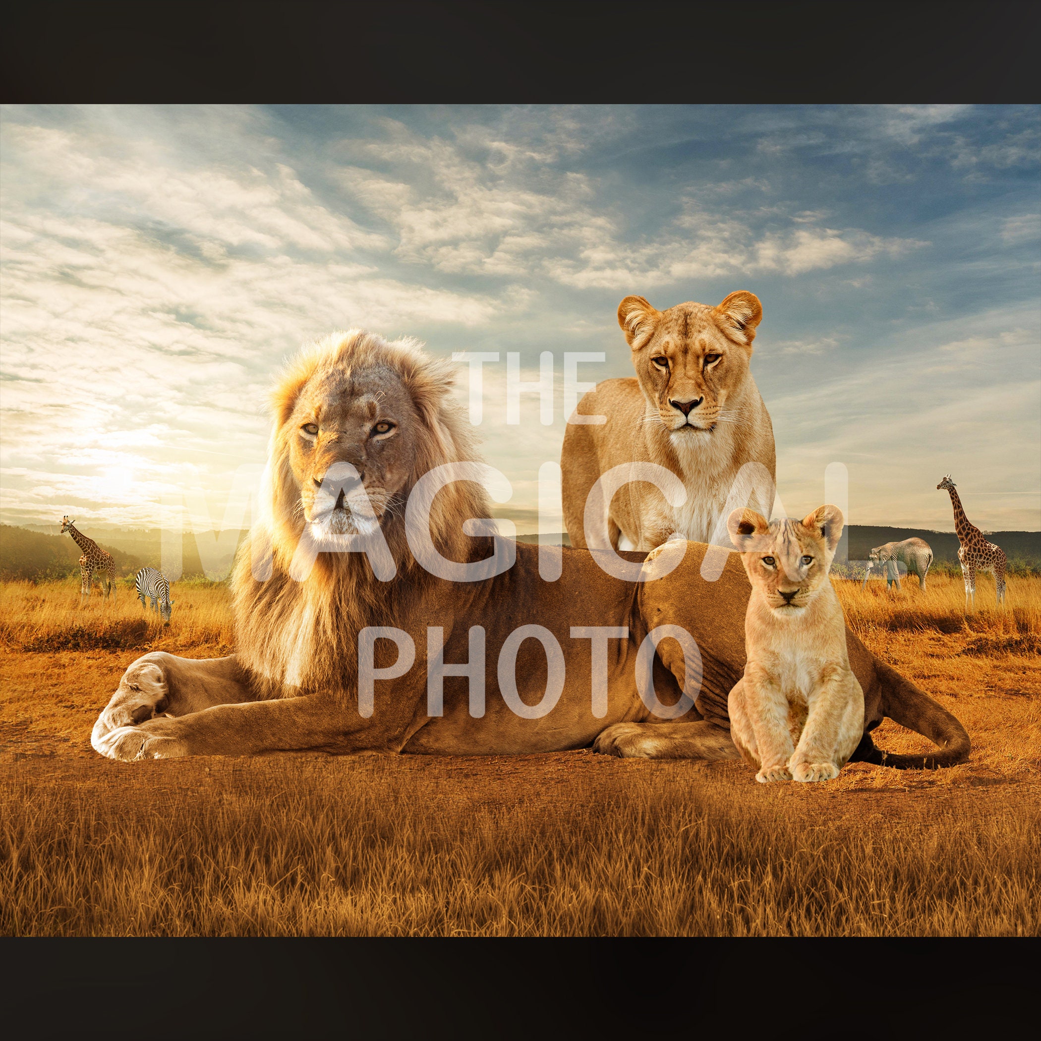 Lion Family Digital Background Digital Backdrop for - Etsy Canada