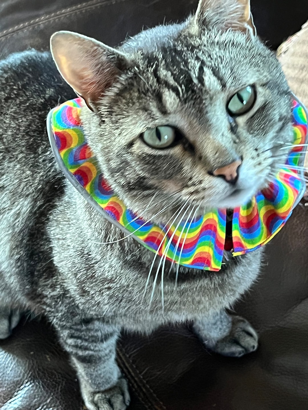 Cat Collar Covers, Bird Protection Collar, Bright Color Cat Collar Etsy