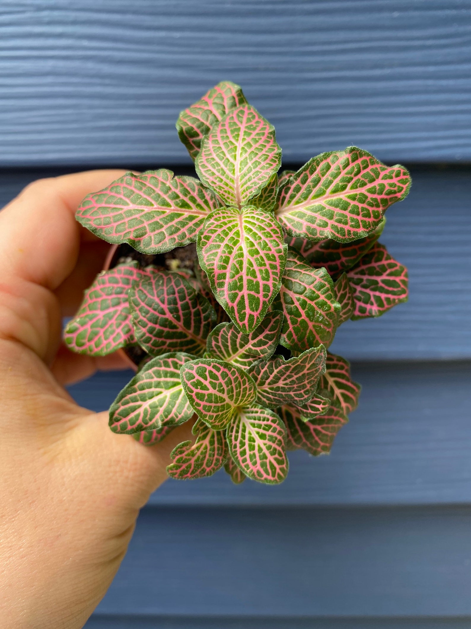 Fittonia Pink Nerve Plant