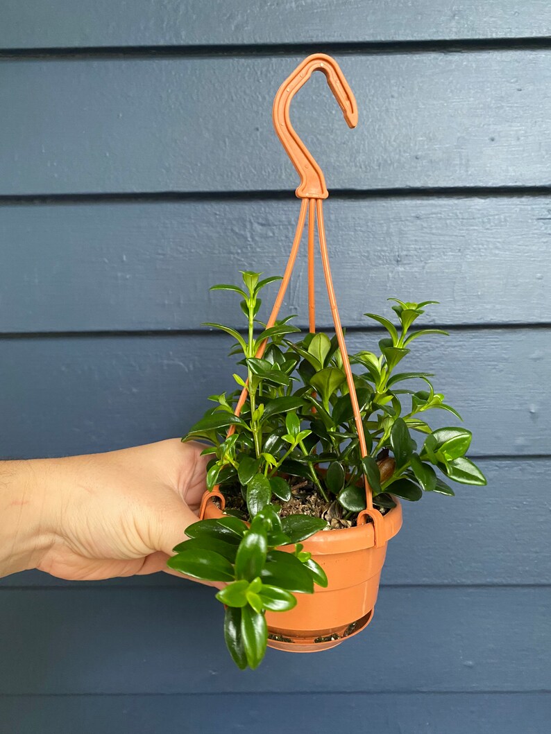 4 Nematanthus Cheerio Goldfish Plant 4 Hanging Basket Etsy