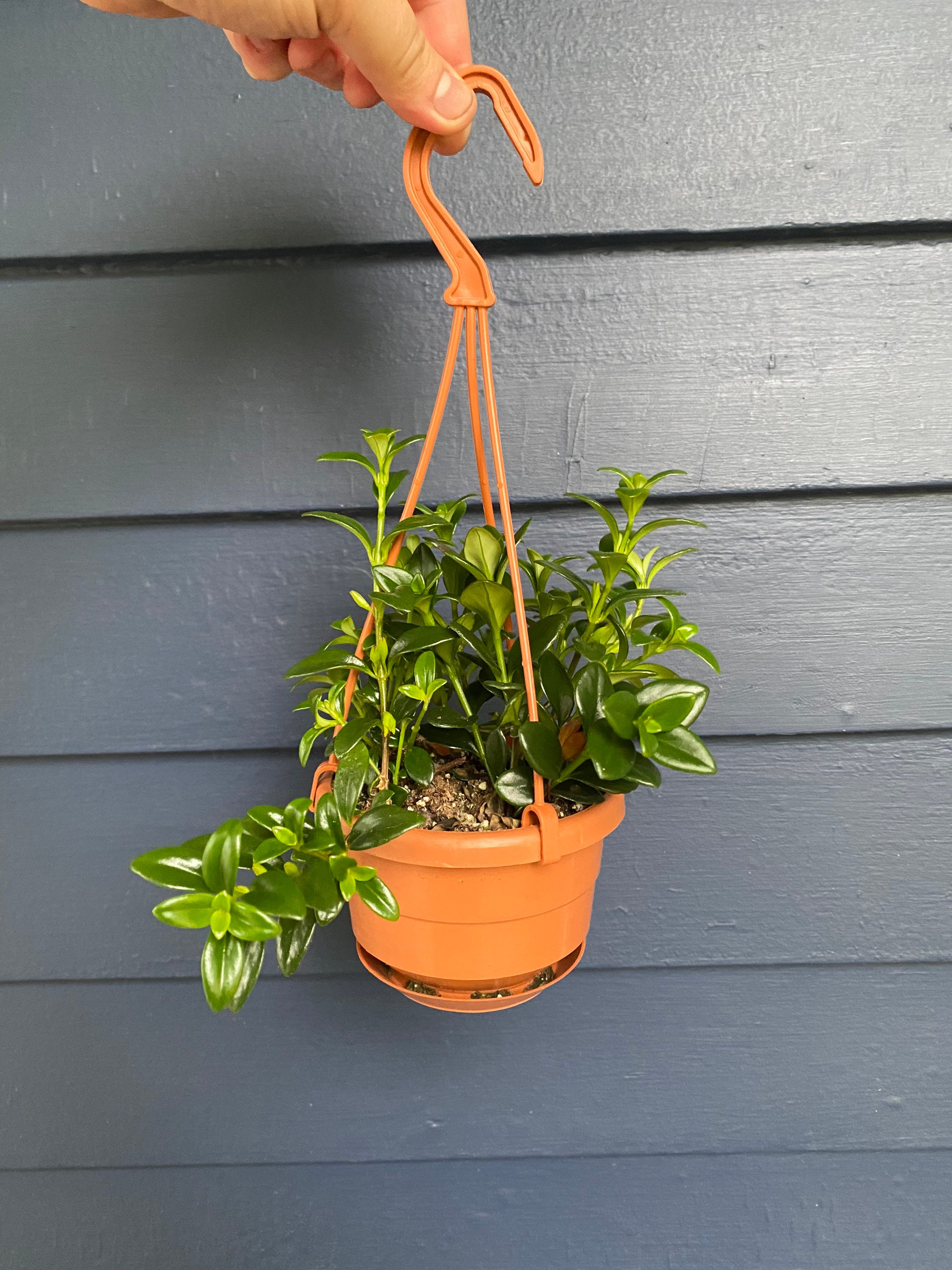 4 Nematanthus Cheerio Goldfish Plant 4 Hanging Basket Etsy