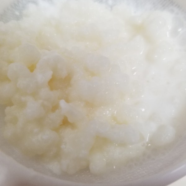 Organic milk kefir