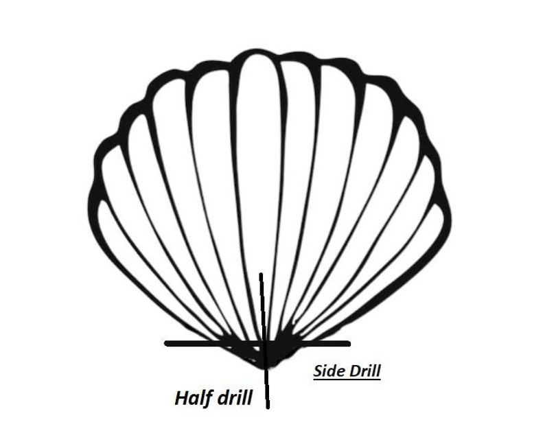 May include: A black and white line drawing of a seashell with the words "Half drill" and "Side Drill" labeled on the bottom.