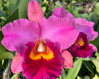 Rlc Wangnamkeaw Pink