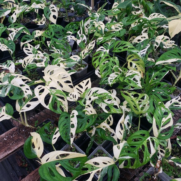 Monstera Variegated Adansonii