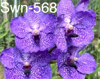 Vanda Wichai X Santi Blue (swn568)