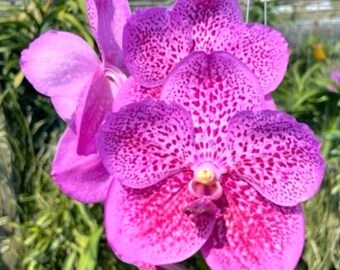 Vanda Blitz X Fuchs