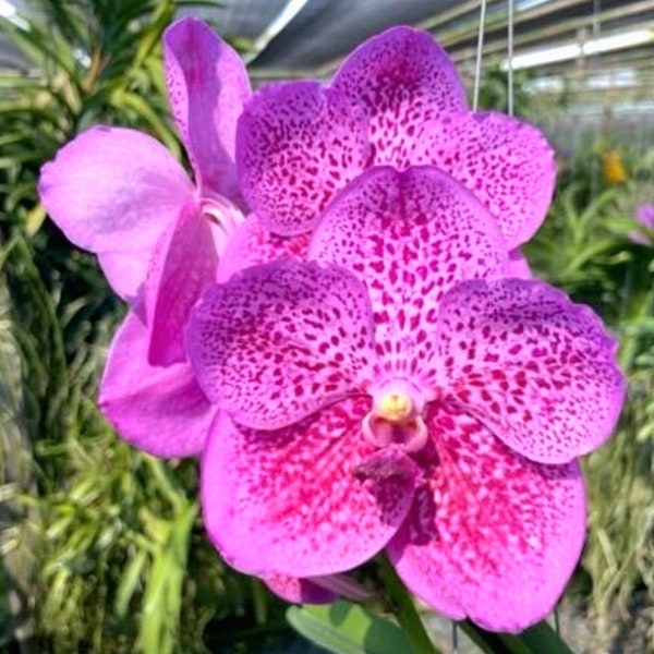 Vanda Blitz X Fuchs