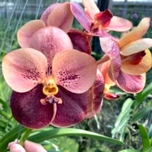 Vanda Peach Margarita (Swn-484)