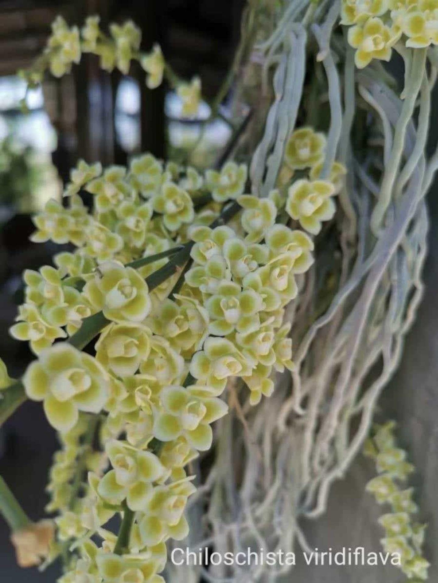 Chilschista Viridiflava [ghost Orchid]