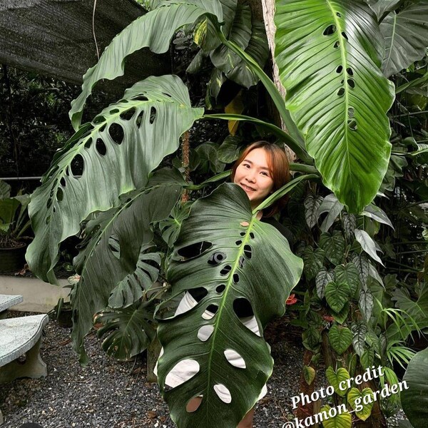 Albino Monstera Etsy