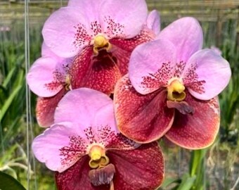 Vanda Taveesuksa