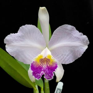 Cattleya lueddemanniana var. Coerulea