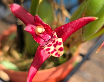 Maxillaria tenuifolia 'Coconut Orchid'