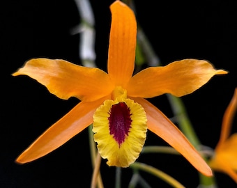 Orchid Dendrobium Cuthbertsonii Pink X White Japan - Etsy