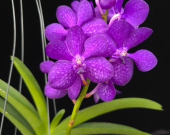 Vanda Prapawan #2