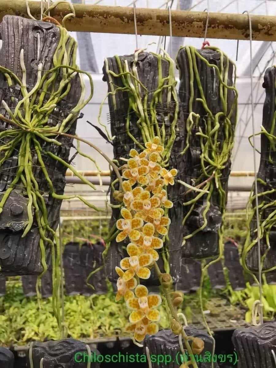 Chiroyli jinsiy gimnastika