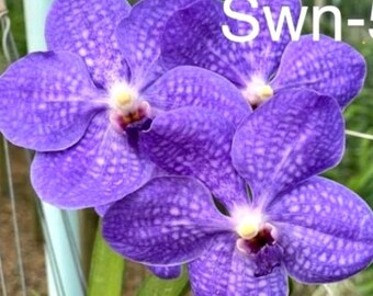 Vanda Pachara light color