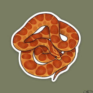 1 pc - Vinyl Corn Snake Sticker, Gifts for Snake Mom and Dad, Reptile Gifts and Decor, Reptile Tank Decals, Water bottle Stickers, Snake Art