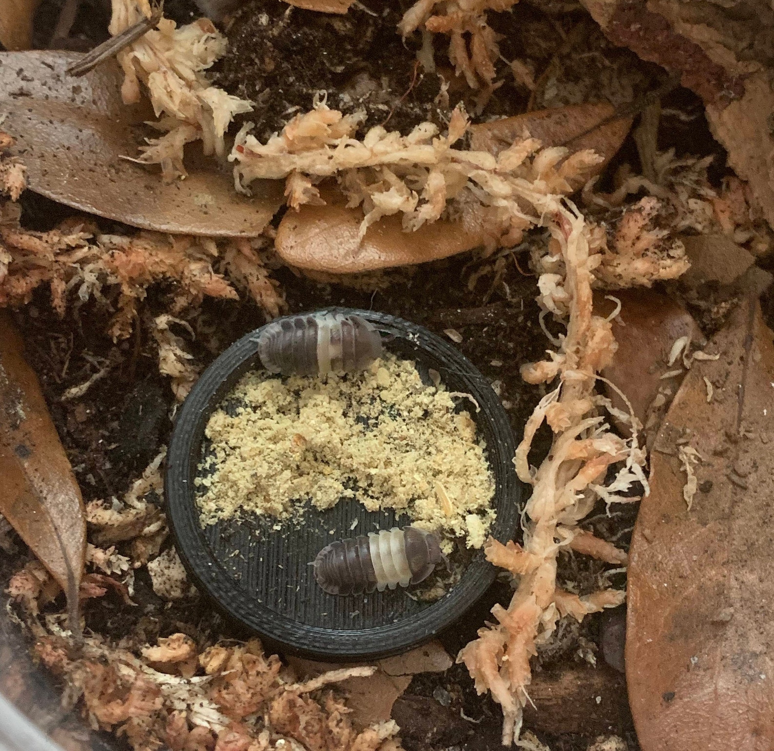 Isoeats, Isopod Food, Isopod Complete Diet, Premium Bug Food, Insect