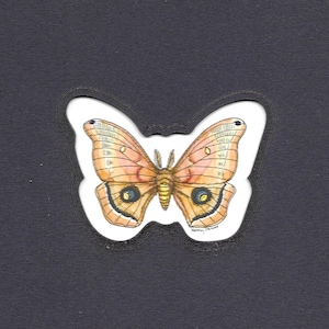 May include: A brown and white butterfly with black eyespots on its wings. The butterfly is on a black background.