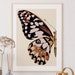 see more listings in the Butterfly Art section