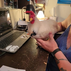 T Rex arms for chickens