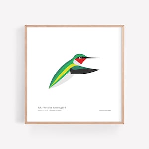 Peut inclure: Illustration minimaliste d'un colibri à gorge rubis en vol. L'oiseau est vert avec une gorge rouge et des ailes noires. L'illustration est sur un fond blanc avec le texte "Colibri à gorge rubis, longueur 2,8-3,1 po, envergure 3,1-4,3 po, Illustré par Jo Sergile".