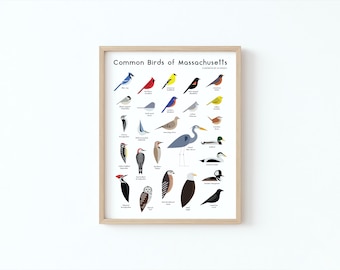 Impresión giclée de aves de Massachusetts / Ilustración minimalista moderna de aves / Spiggle Studio