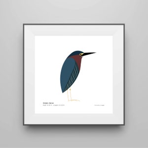 Green Heron Art Print / Field Guide / Bird Poster / Wading Bird / Bird Decor / Minimalist Wall Art / Signed