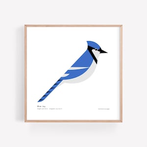 Blue Jay Art Print / Field Guide / Bird Poster / Songbird / Bird Decor / Minimalist Wall Art / Signed