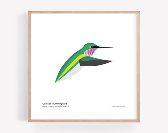 Impresión artística de colibrí calíope / Ilustración minimalista moderna de pájaro / Impresión giclée / Spiggle Studio