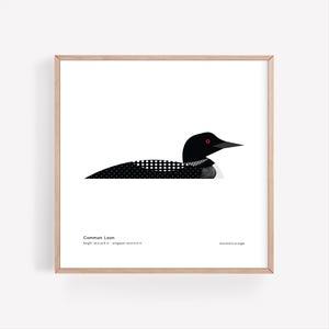 Impresión artística de colimbo común / Guía de campo / Póster de aves / Ilustración de aves / Arte vectorial / Pájaro cantor / Decoración de aves / Arte de pared minimalista