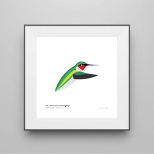 Ruby-throated Hummingbird Art Print / Field Guide / Modern Bird Illustration / Bird Decor / Nature Wall Art / Spiggle Studio