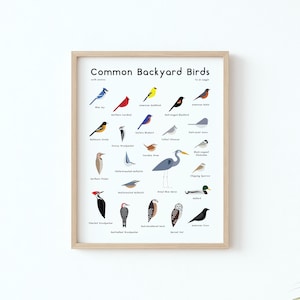 Common Backyard Birds Poster / North America / Nature Illustration / Minimalist Art Print