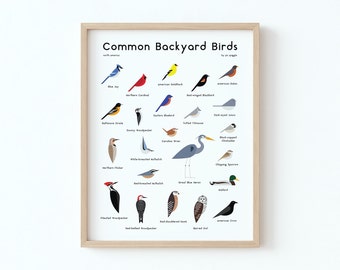 Póster de aves comunes de jardín / Ilustración minimalista moderna de aves / Impresión giclée / Spiggle Studio