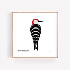 Red-bellied Woodpecker Art Print / Field Guide / Bird Poster / Bird Illustration / Vector Art / Bird Decor / Minimalist Wall Art /