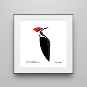Pileated Woodpecker Art Print / Field Guide / Bird Poster / Bird Illustration / Vector Art / Bird Decor / Minimalist Wall Art / Signed