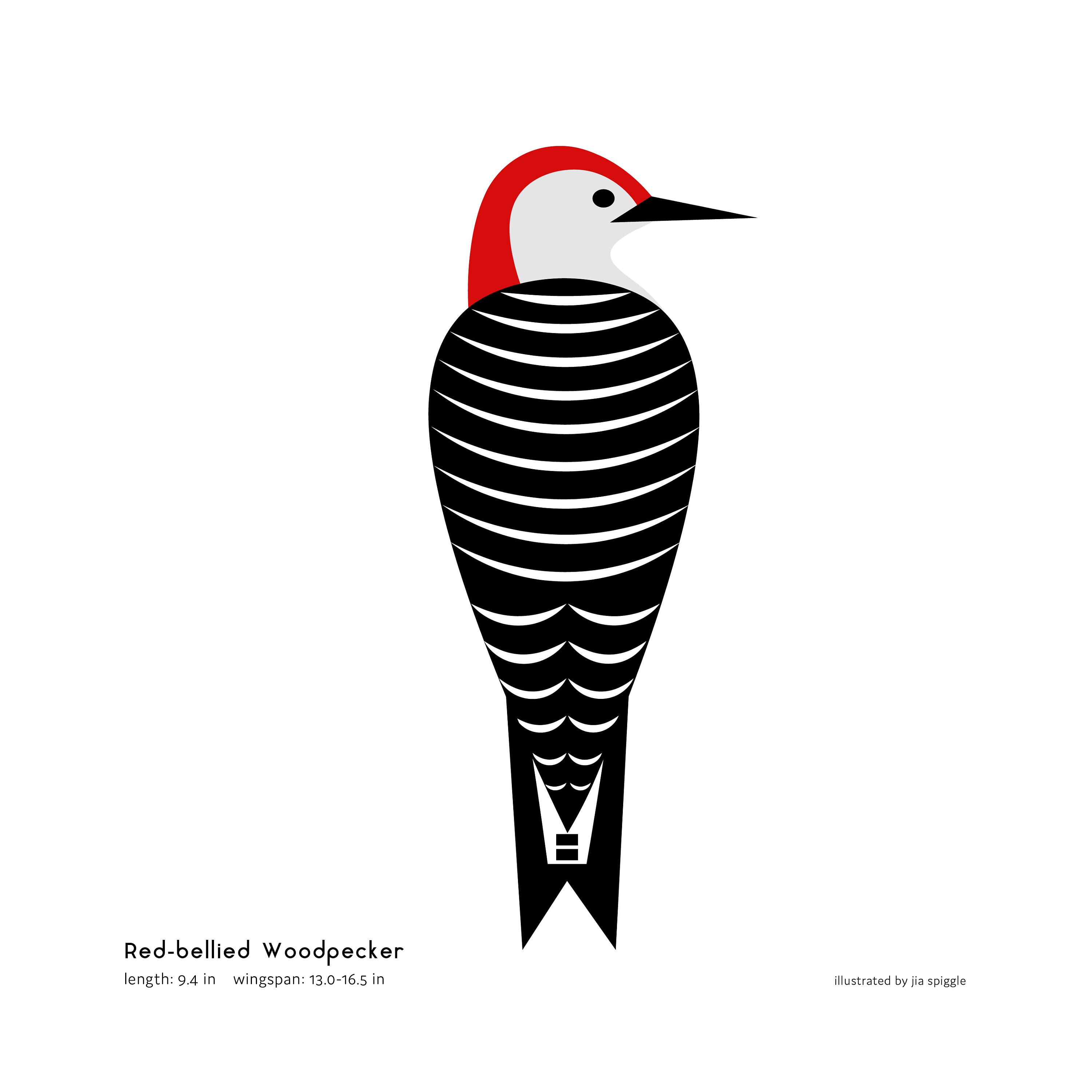 Red-bellied Woodpecker Art Print / Field Guide / Bird Poster / - Etsy